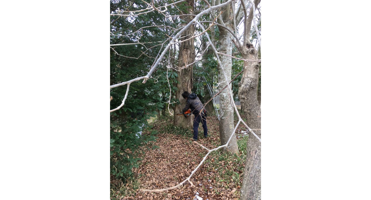 木に切れ込みを入れておきます。